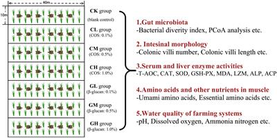 Effects of dietary chito-oligosaccharide and β-glucan on the water quality and gut microbiota, intestinal morphology, immune response, and meat quality of Chinese soft-shell turtle (Pelodiscus sinensis)